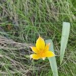 Tulipa sylvestrisFlower