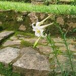 Lilium formosanum Leaf