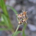 Plantago afra ഫലം