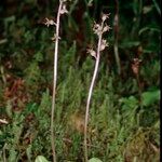 Neottia cordata Συνήθη χαρακτηριστικά