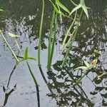 Sagittaria sagittifolia Folla