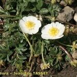 Ranunculus seguieri Plante entière