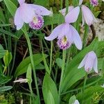 Pogonia ophioglossoides Cvet