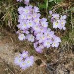 Euphrasia alpina Fiore