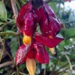 Drymonia coccinea Flor