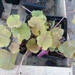 Heuchera sanguinea葉