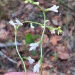 Lobelia paludosa