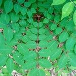 Toxicodendron trichocarpum Leaf