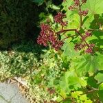 Roldana petasitis Flor