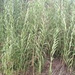 Arundo donaxFloare