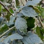 Cardiospermum grandiflorum Leaf