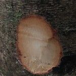 Anthonotha macrophylla چھال