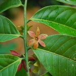 Isolona hexaloba Flor