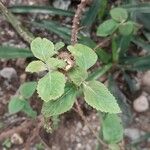 Plectranthus ecklonii Leaf