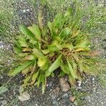 Limonium carolinianum Bark