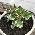 Plectranthus madagascariensisFolha