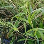 Paspalum repens Hábito