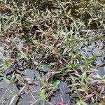 Persicaria decipiens 形態