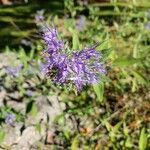 Caryopteris × clandonensis Çiçek