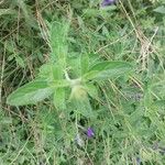 Salvia × jamensis Leaf