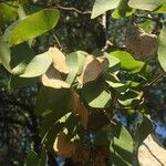 Colophospermum mopane List