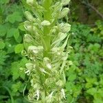 Himantoglossum hircinum Flor