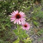 Echinacea angustifolia Hábito