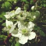 Rubus allegheniensis Virág