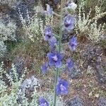 Delphinium staphisagria Kvet