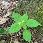 Impatiens parvifloraFlower