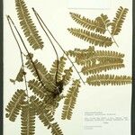 Lindsaea divaricata Лист