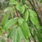 Leea guineensis Leaf