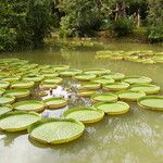 Victoria amazonica Foglia