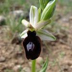 Ophrys magniflora Mosusu