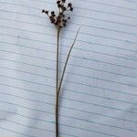 Juncus acutiflorus പുഷ്പം