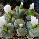 Lithops marmorata 花