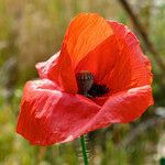 Papaver rhoeasFlower