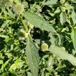 Hyptis brevipes Hoja