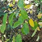 Amelanchier laevis List