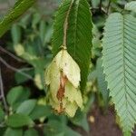 Carpinus japonica ഫലം