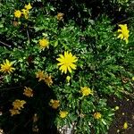 Euryops chrysanthemoides Fleur