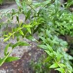Solidago rugosa Leaf