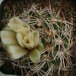 Opuntia macrorhiza Blüte