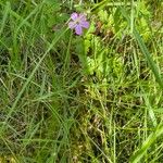 Geranium robertianumBlomst