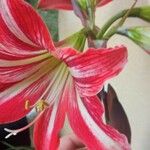 Hippeastrum correienseFlower