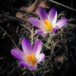 Crocus versicolor 花