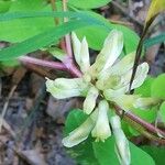 Astragalus glycyphyllos Квітка