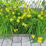 Hemerocallis middendorffii Habitus