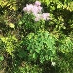 Thalictrum aquilegiifoliumDeilen