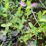 Centaurium pulchellum Іншае